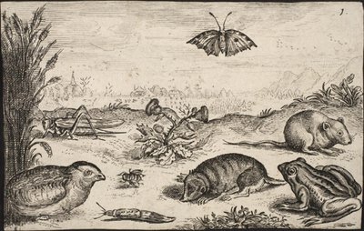 Animales pequeños e insectos: saltamontes, mariposa, ratón de campo, perdiz, abeja, caracol, topo y rana de Jacob Matham