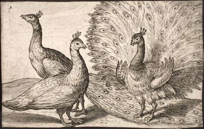 Tres pavos reales de Jacob Matham