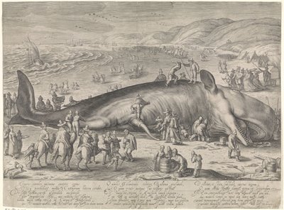 Ballena varada en Berckhey, 1598 de Jacob Matham