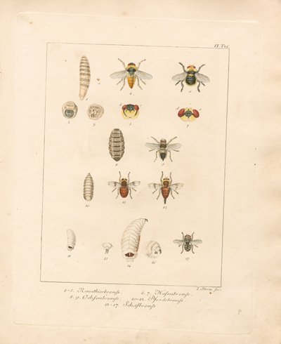 Varias especies de moscas y sus fases de desarrollo (grabado en cobre coloreado a mano) de Jacob Sturm