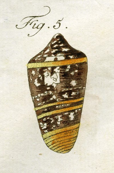 Ilustración de Conus Ammiralis (subespecie Summus), 1790 de Jacob Xavier Schmuzer