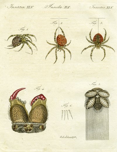 Ilustración de arañas, 1790 de Jacob Xavier Schmuzer
