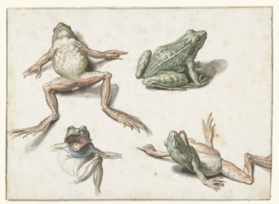 Cuatro estudios de una rana de Jacob de Gheyn (II)