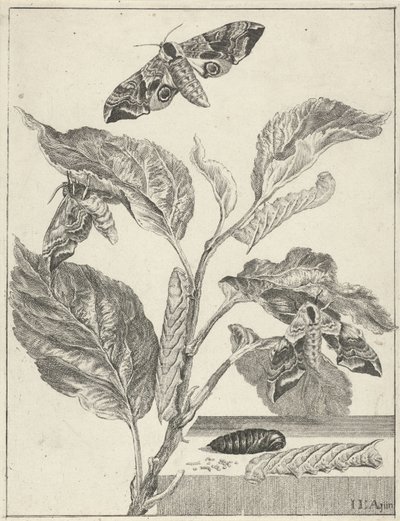 Hojas con orugas y mariposas. de Jacob l