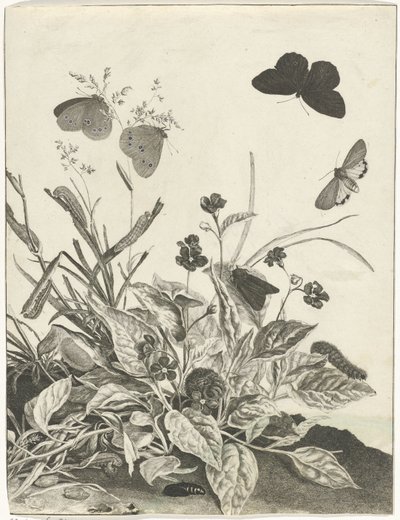 Plantas con mariposas y orugas de Jacob l