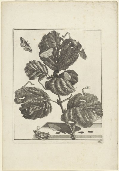 Diferentes orugas y mariposas en una planta de Jacob l