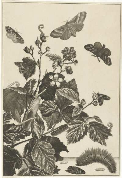 Rosa salvaje con orugas y mariposas de Jacob l