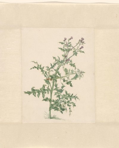 Planta en flor de Jacob van Eynden (II)
