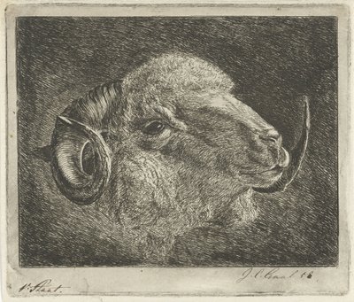Cabeza de carnero con cuernos hacia atrás de Jacobus Cornelis Gaal (signed by artist)