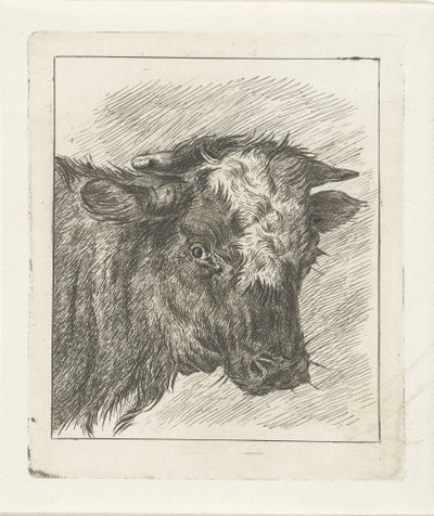 Cabeza de vaca con col blanca de Jacobus Cornelis Gaal