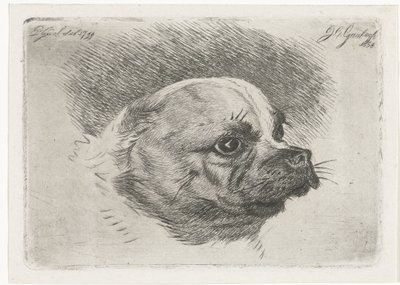 cabeza de pug de Jacobus Cornelis Gaal