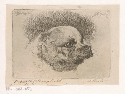 Cabeza de carlino de Jacobus Cornelis Gaal