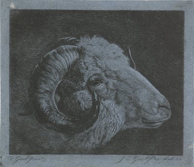 Cabeza de carnero con cuerno curvo hasta el ojo de Jacobus Cornelis Gaal