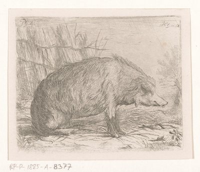 Jabalí sentado de Jacobus Cornelis Gaal