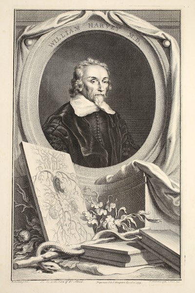 Retrato de William Harvey, ilustración de 