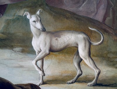 Perro (detalle) de Jacopo Guarana