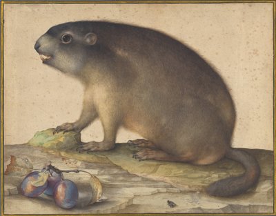 Una marmota con una rama de ciruelas de Jacopo Ligozzi