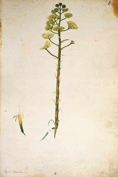 Flor de agave (Agave americana) por Jacopo Ligozzi de Jacopo Ligozzi