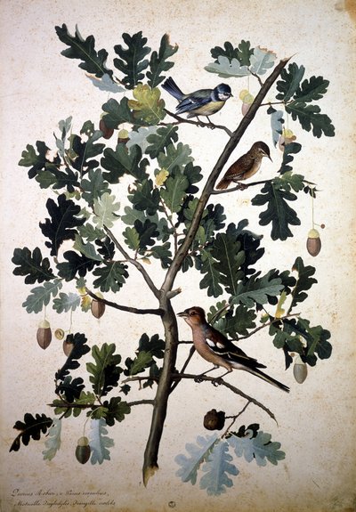 Herbario: Quercus robur de Jacopo Ligozzi