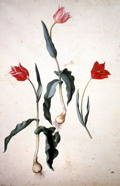 Herbario: Tulipa Gesaeriana de Jacopo Ligozzi