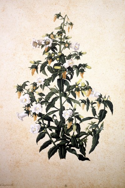Herbario: Campanula de Jacopo Ligozzi