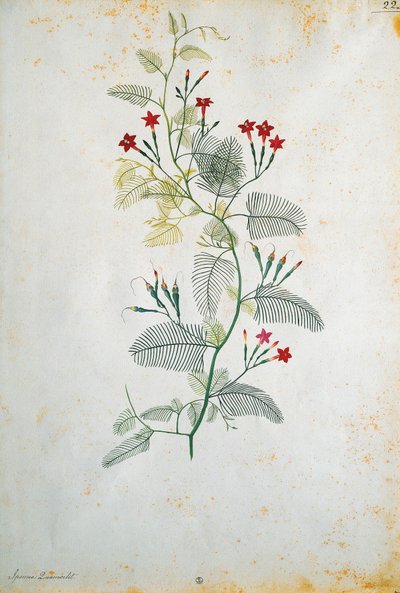 Italia, Quamoclit pennata (vid de ciprés), planta mexicana, por Jacopo Ligozzi (1547-1627) de Jacopo Ligozzi