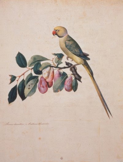 Prunus domestica y Psittacus Alexandri de Jacopo Ligozzi
