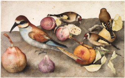 Naturaleza muerta con pájaros y frutas, c.1650 de Jacopo Ligozzi