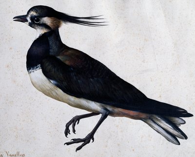 Tringa vanellus (Avefría) por Jacopo Ligozzi (1547-1627) de Jacopo Ligozzi
