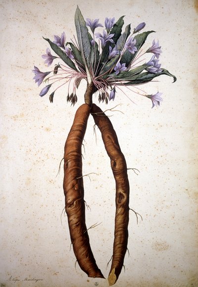 Imagen desconocida de Jacopo Ligozzi