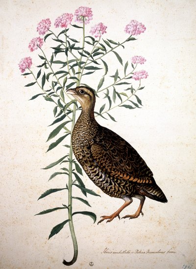 Imagen desconocida de Jacopo Ligozzi