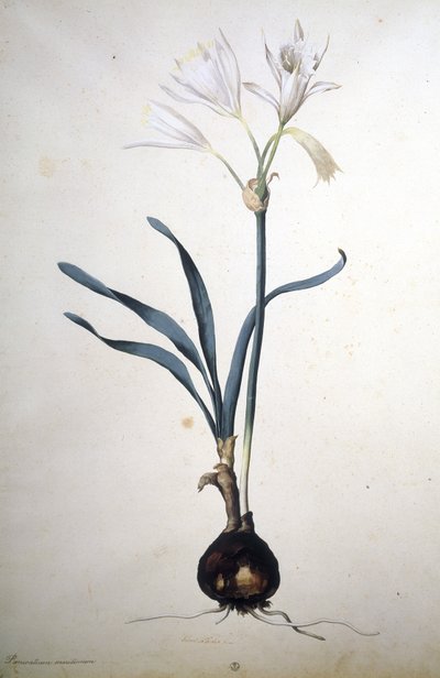 Imagen desconocida de Jacopo Ligozzi