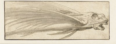 Peces voladores de Jacopo Ligozzi