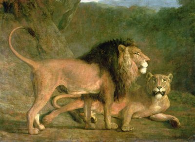 Un león y una leona en un valle rocoso (óleo sobre lienzo) de Jacques Laurent Agasse