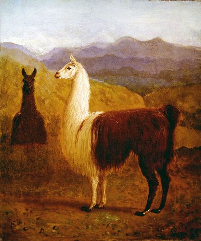 Dos llamas de Jacques Laurent Agasse