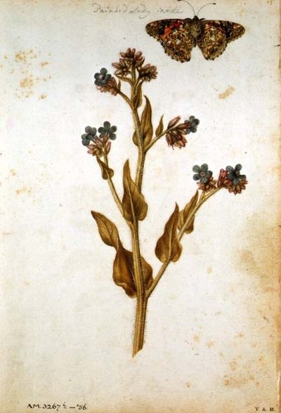 Anchusa officinalis con mariposa Painted Lady, c.1568 de Jacques  Le Moyne