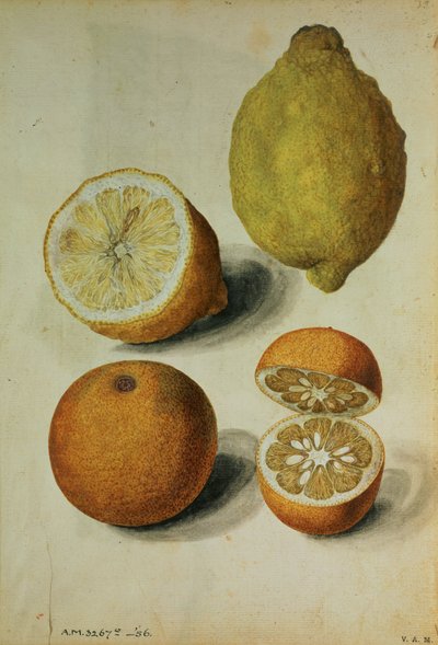 Limones: Citrus limonum y Citrus aurantium, c.1568 (acuarela sobre papel) de Jacques (1533 88) Le Moyne