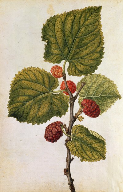  de Jacques (1533-88) Le Moyne