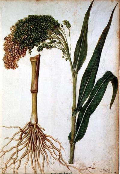 Setaria italica, c.1568 de Jacques  Le Moyne