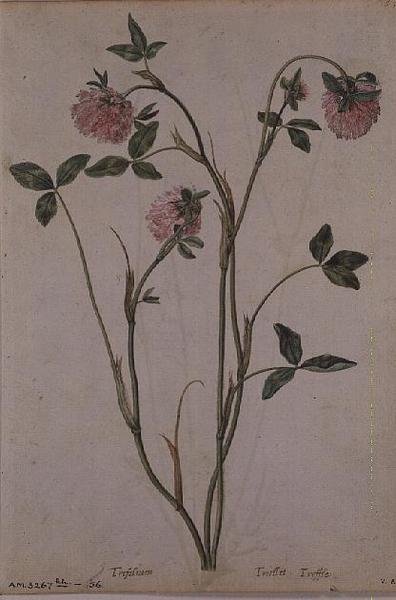 Triflorium pratense, c.1568 de Jacques  Le Moyne