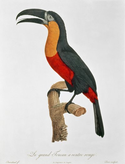 Turaco gigante, grabado por Guyard de Jacques (after) Barraband