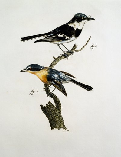 Macho y hembra de Pririt Batis (Batis pririt) de Jacques (after) Barraband