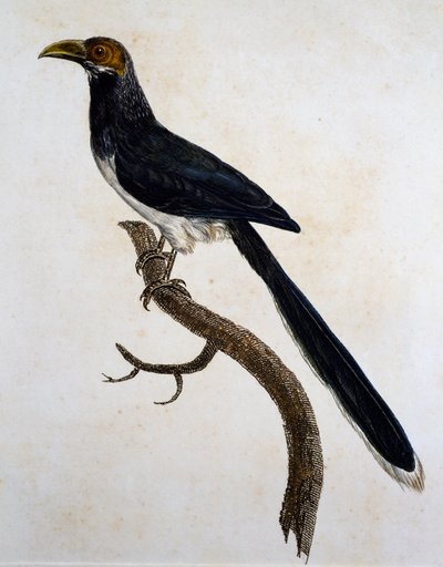 Malkoha de Cara Roja (Phaenicophaeus pyrrhocephalus) de Jacques (after) Barraband