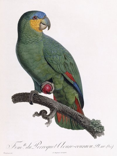Hembra del loro Douro-Couraou de Jacques Barraband