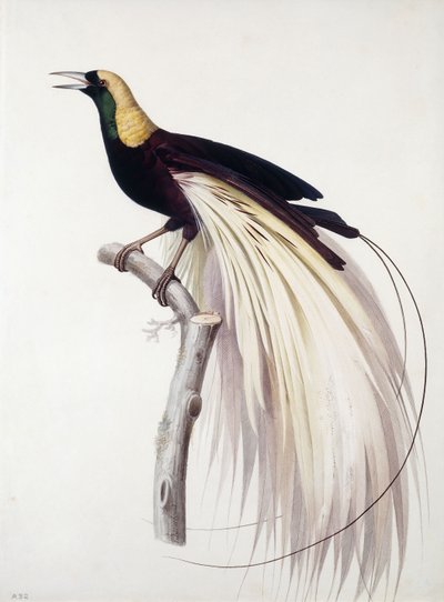 Ave del Paraíso Mayor, Macho de Jacques Barraband