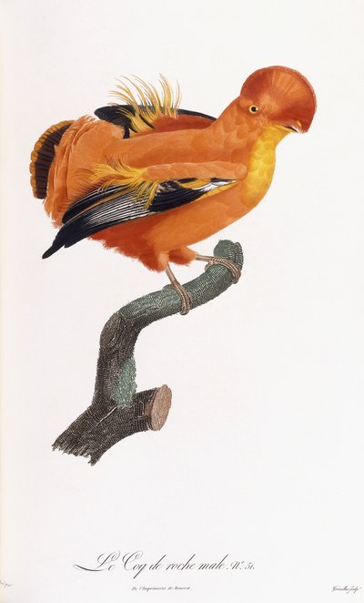 Gallito de las rocas macho de Jacques Barraband