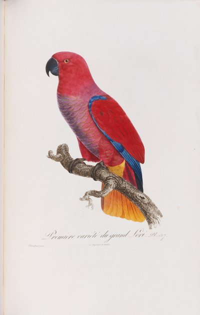 Première variété du Grand Lori, grabado por Langlois, c.1801-05 de Jacques Barraband