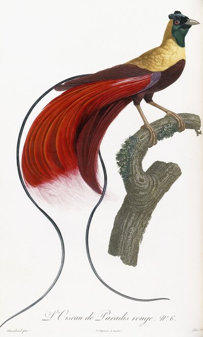 Ave del paraíso roja de Jacques Barraband