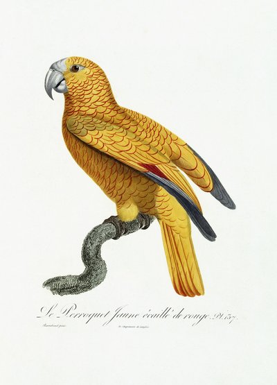 Loro amarillo y rojo, c.1801-05 de Jacques Barraband