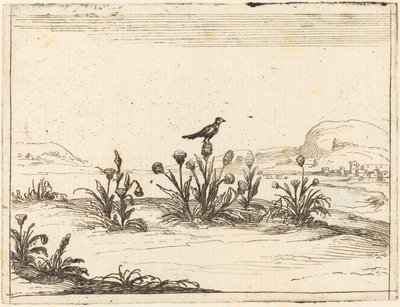 Pájaro posado en un cardo de Jacques Callot